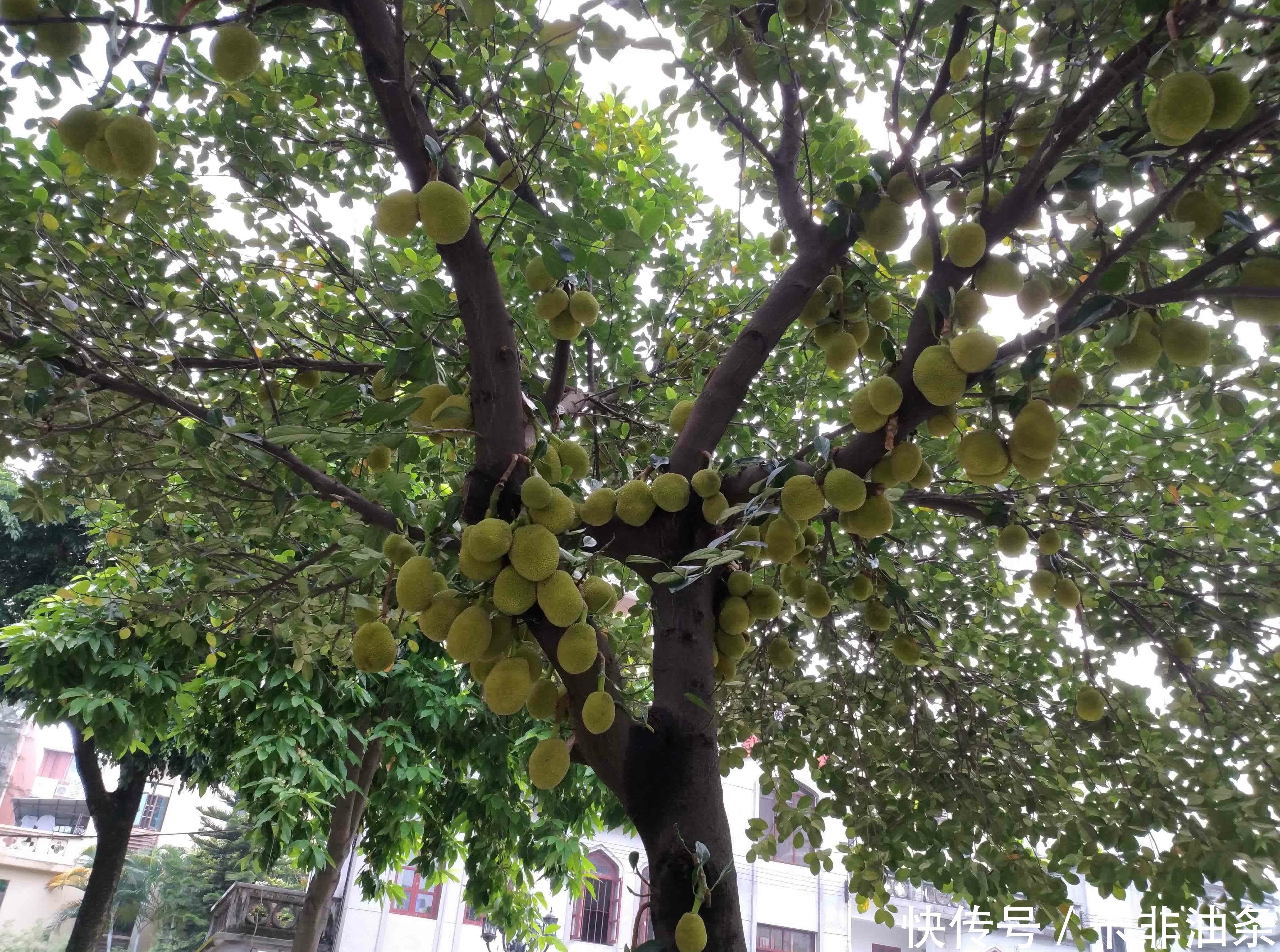 羊蹄甲|南方有嘉木,花开如凤凰