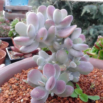 养多肉植物,了解掌握几个技巧,很快长成老桩,邻居看了都羡慕