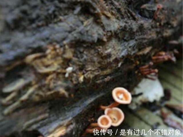 艺术家!男子造根雕500罗汉,富豪开价100万后又反悔,现今烂在仓库长出蘑菇