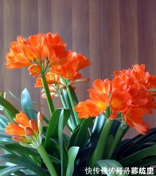 小苗|家里养君子兰,出现3个特征,基本和开花无缘,别忽视!