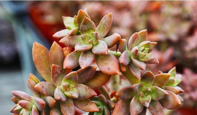 冬天养多肉,最怕3种水,一定要管住手,太勤快肉肉死的越快