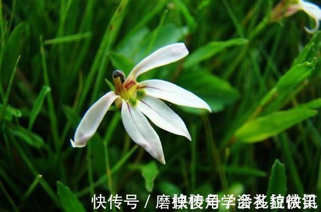 湿疮|一味能“去热邪散各种无名肿毒,除湿气消一身水肿湿疮”的良药