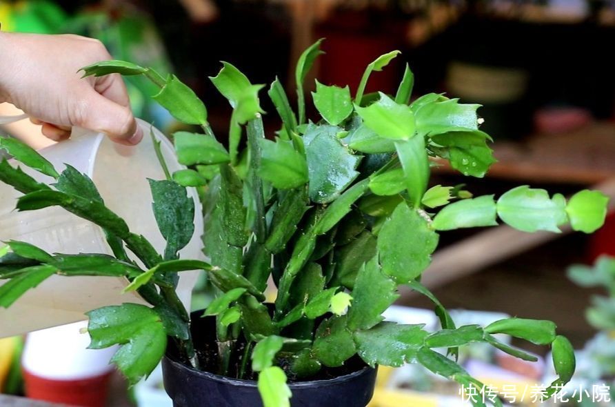 阳台上|家中养蟹爪兰，夏天有“3怕”，提前了解好，才能安全度夏