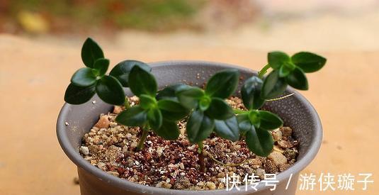 金鱼吊兰的扦插方法,让更多的枝头挂满可爱的小金鱼