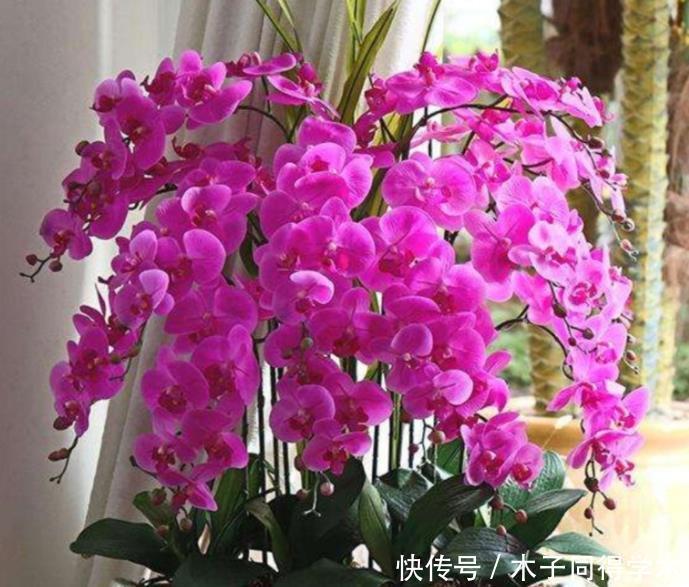 最香的4种花，家养一盆，满屋飘香，花开爆盆美如花