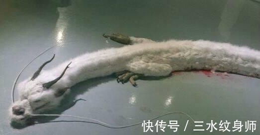 赵口#关于龙的记载和传说有很多,但是却又很少有人亲眼见过真的龙