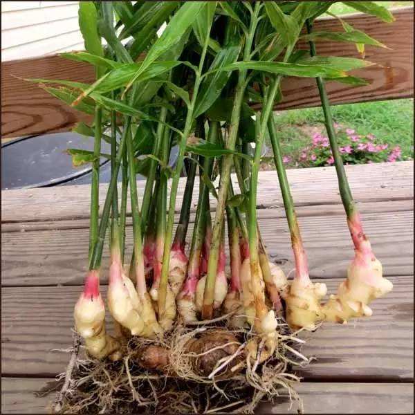 生芽的土豆，不是“废物”，丢在花盆，长出一盆”富贵竹“还能吃