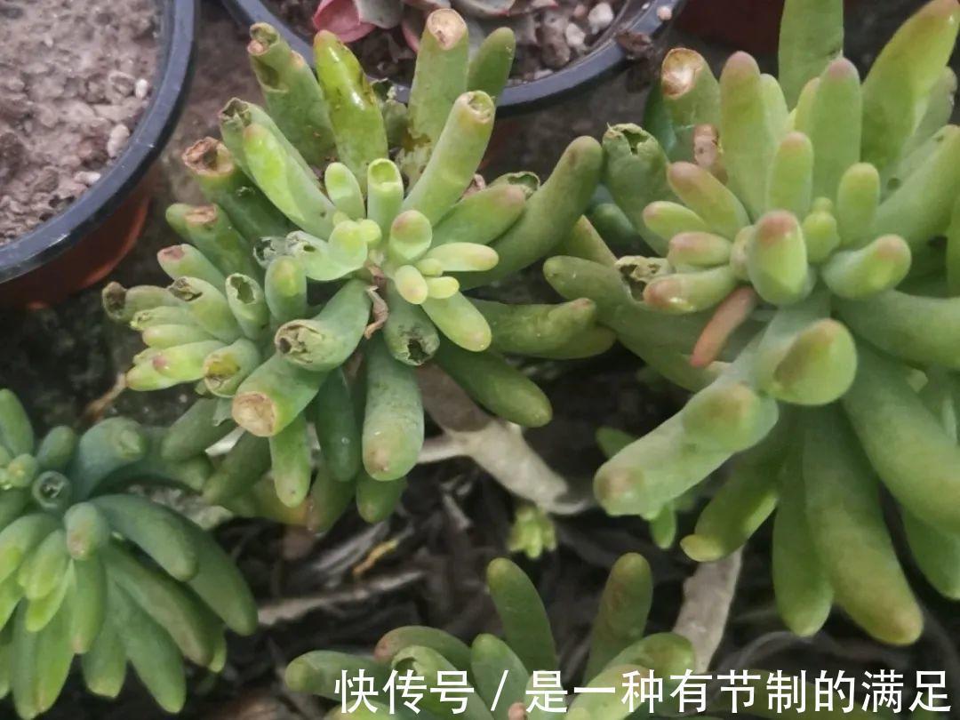 四川大哥养多肉,创意无极限,生活巴适得很!