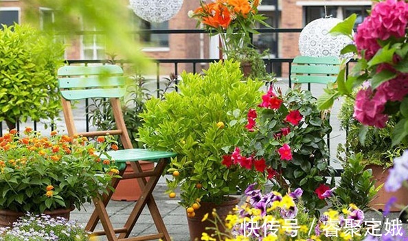 金钱树|这三种花草不适合在阳台养,它们惧怕阳光,可千万别大意了