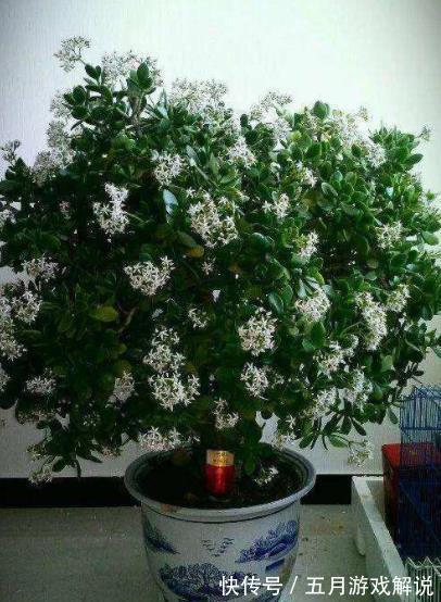 冬天|3种“长寿花”,能养几十年,越养越值钱,开成花树真喜庆