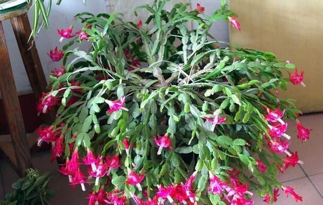 发酵|2种不要的“垃圾”,却是养花的“花肥王”,蟹爪兰吃一点就爆花