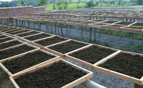 念珠藻|下雨后就能捡,以前嫌它脏,如今一斤80元,成稀罕野菜