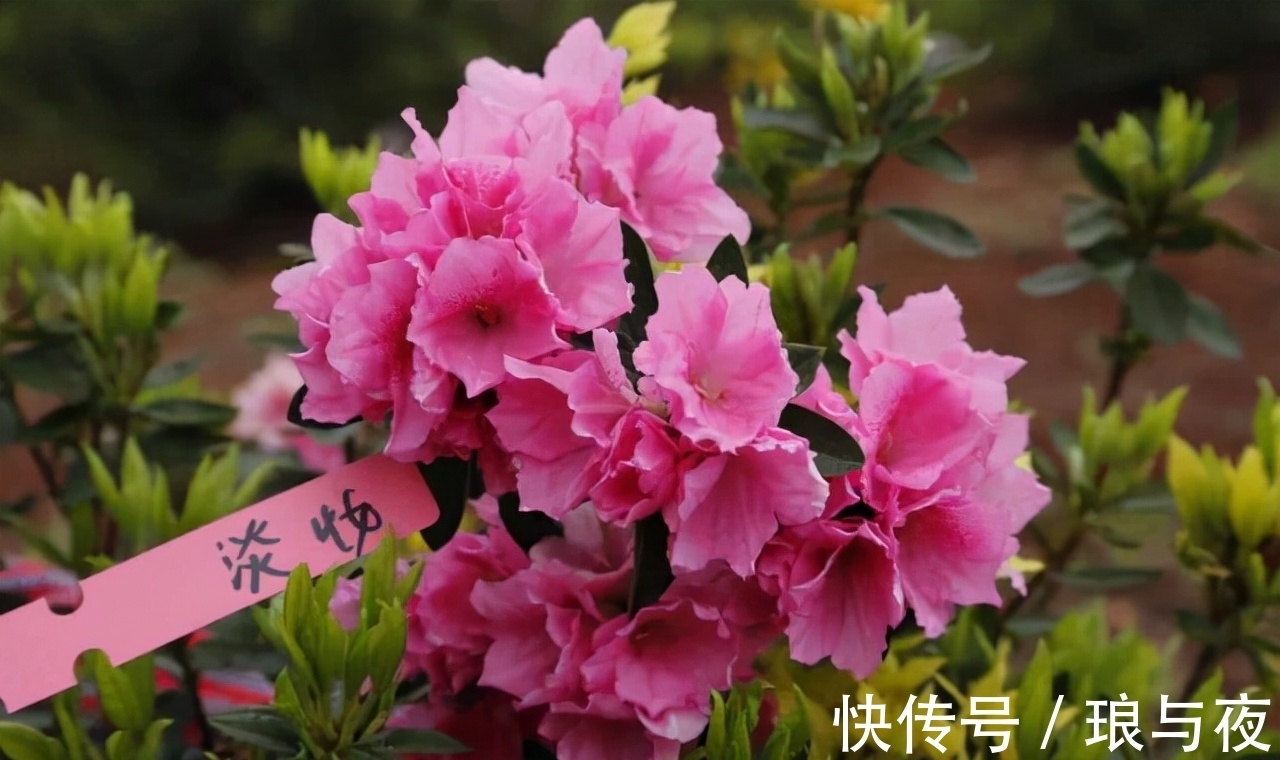 花卉|这“8种”花，最能耐寒，哪怕天气再“寒冷”，也能开花旺盛