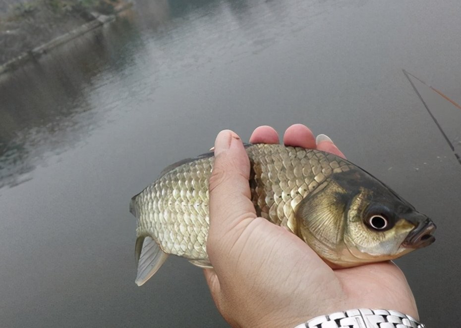 适合一年四季钓鲫鱼的实用小技巧,一般人不告诉他