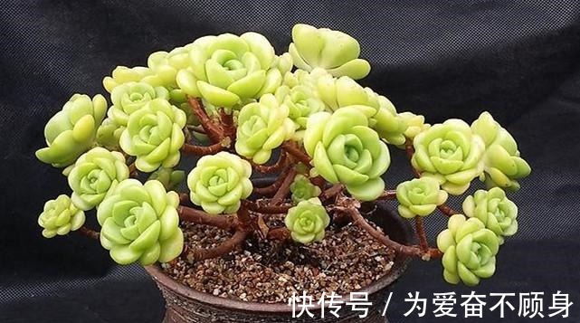 7款香气逼人的多肉植物, 你有么!