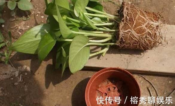 花盆|给花草换盆怕入坑掌握6处正确做法，再不用烦恼伤亡问题