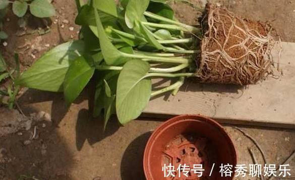 花盆|给花草换盆怕入坑掌握6处正确做法,再不用烦恼伤亡问题