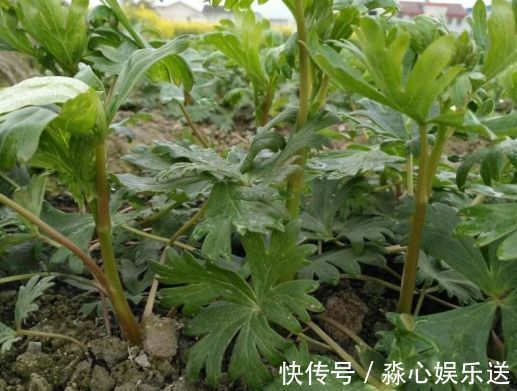 野草|农村长相似洋姜的野草,称“天下第一药”,男性福音,一斤45元