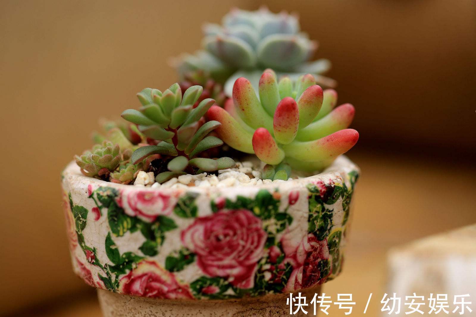 爆盆又开花,多肉才能真正的聚宝!一种多肉能做到!