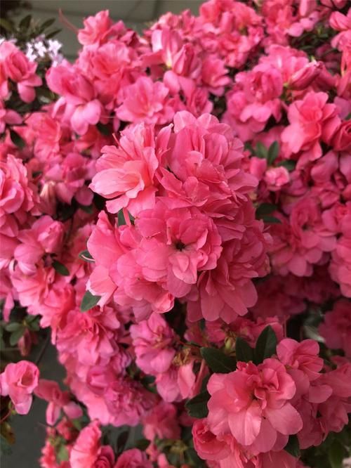 阳台|养花试试这几款，叶片四季常绿，轻松打造阳台小花园