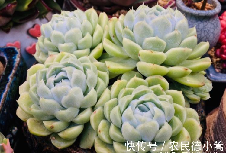 酥皮鸭|多肉花盆不透气，三伏天想换盆？要是像这样操作那换一下也无妨
