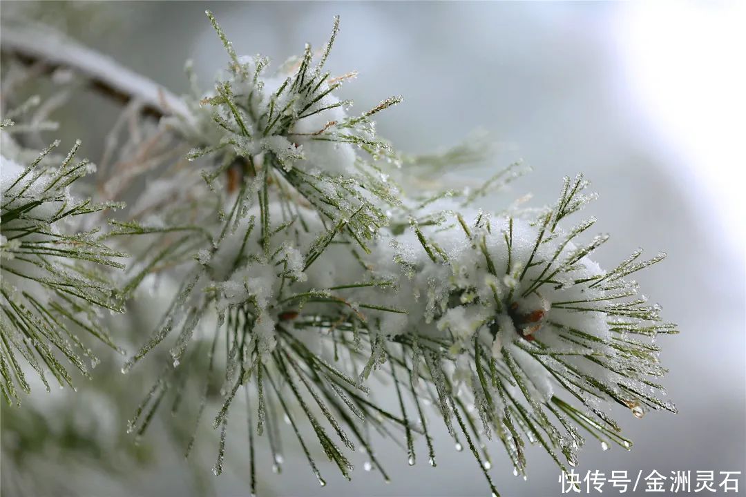 陕西平利：化龙山春雪云海，美如仙境