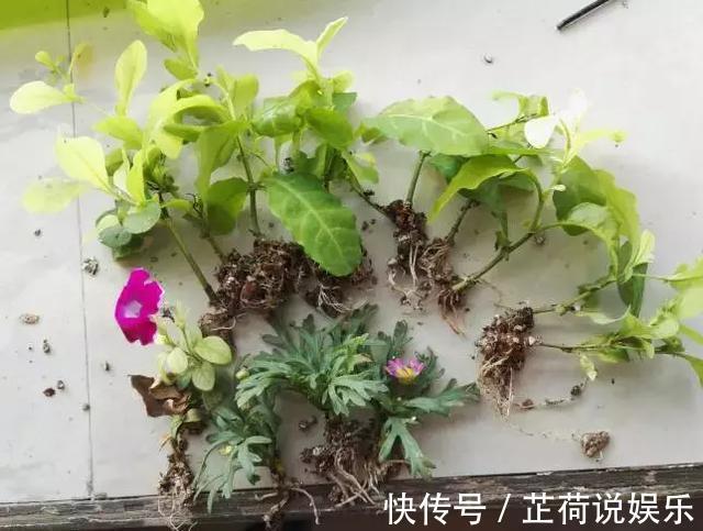 煤渣|什么腐叶土、营养土，比不上“一窝煤”，养花不烂根，易爆盆！