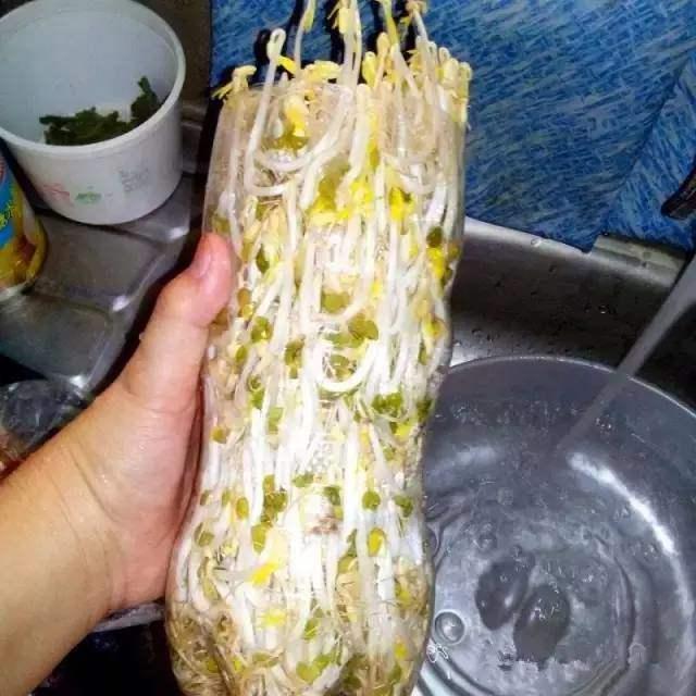 雪碧瓶|想吃豆芽1个“雪碧瓶”就能做,只要花个豆子钱,7天冒出一桶