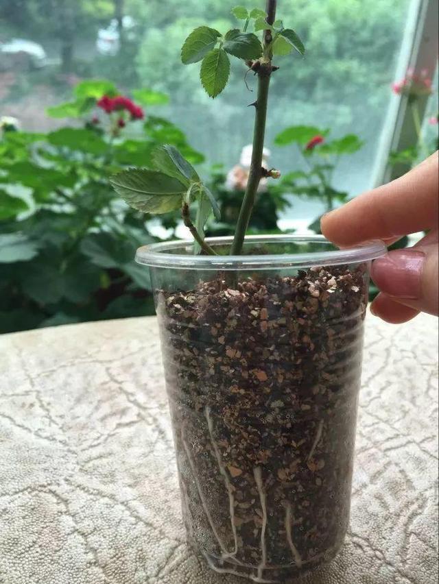 原来这些花开完后，把枝条剪下来插土里就能生根，一盆变多盆