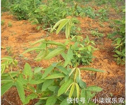 良药|乡下一植物根价值珍贵，是治疗风湿和牙痛的良药，药用价值高