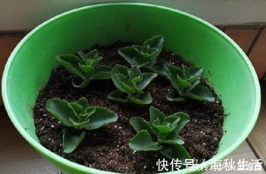 花卉|爱花人别闲着,4种花冬季也可以扦插,养满一阳台!