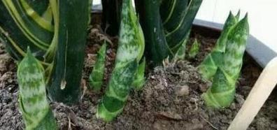 虎皮兰长得慢,秋后用它养,粗根变小芽,顶破盆,太给力了