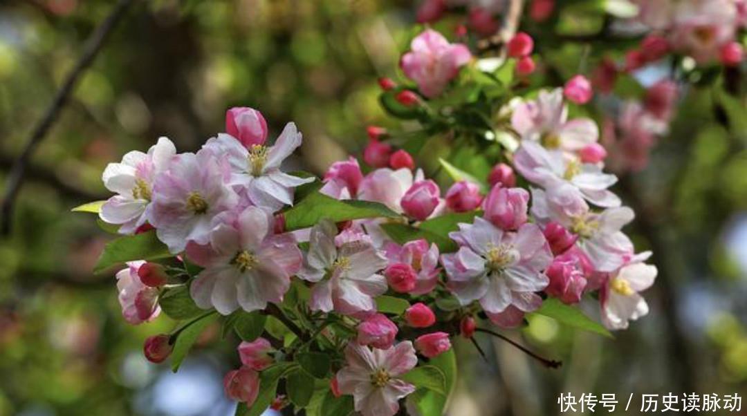 清朝大诗人袁枚最美的一首诗,只有短短20个字,写出了最美的春天