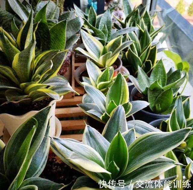 1种花每年开180天,叶子“剁碎”撒盆里,开花比牡丹还大气!