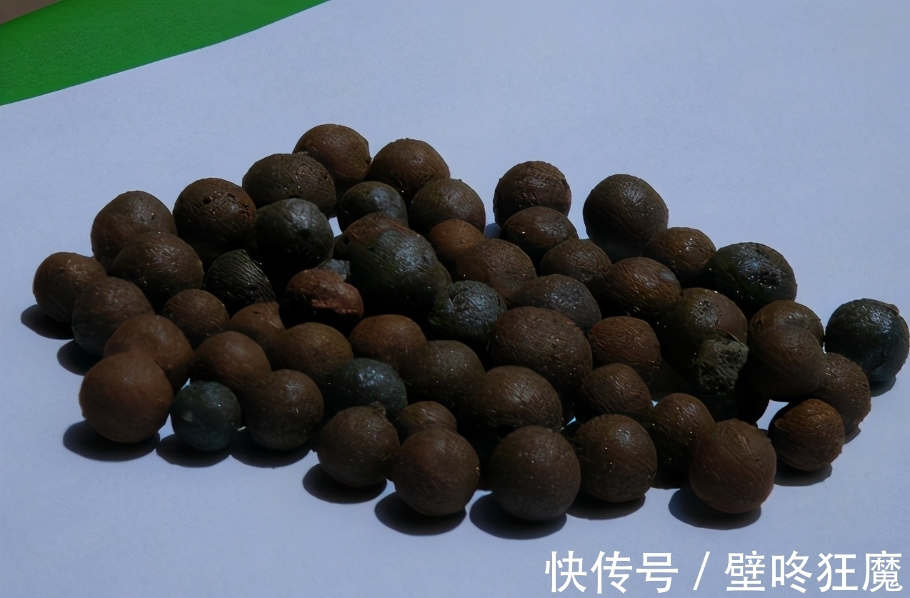 给君子兰换盆土垫上这些东西,3年内肉质根再不会因积水而腐烂了