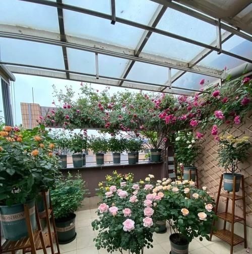 “最累”的8种花,花开连续几个月,一次开花几百朵!