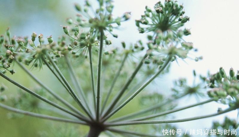  好吃|茴香做馅儿很好吃，但是你知道茴香的前世今生吗我给你介绍一下