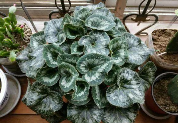 入冬后,这些花别折腾,越折腾越死