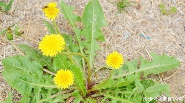 蔬菜为啥要焯水?营养师:这5种蔬菜必须焯水再吃,以免“中毒”