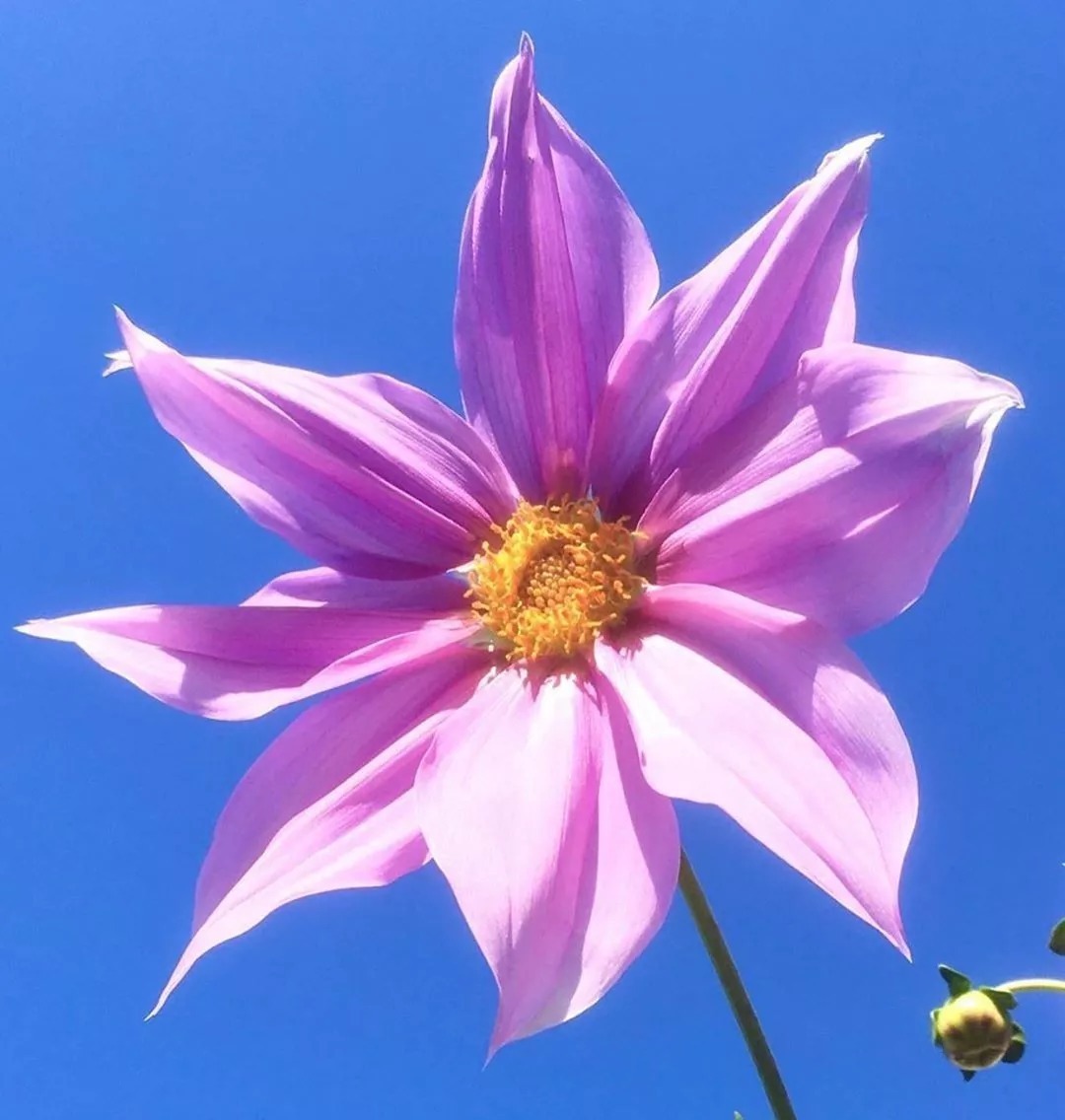 花会开，天也会蓝