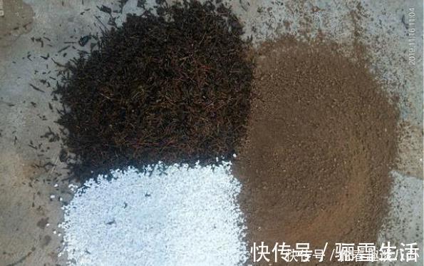 移栽|养花的土变硬了老花匠别铲,浇上“1种水”,30天变疏松