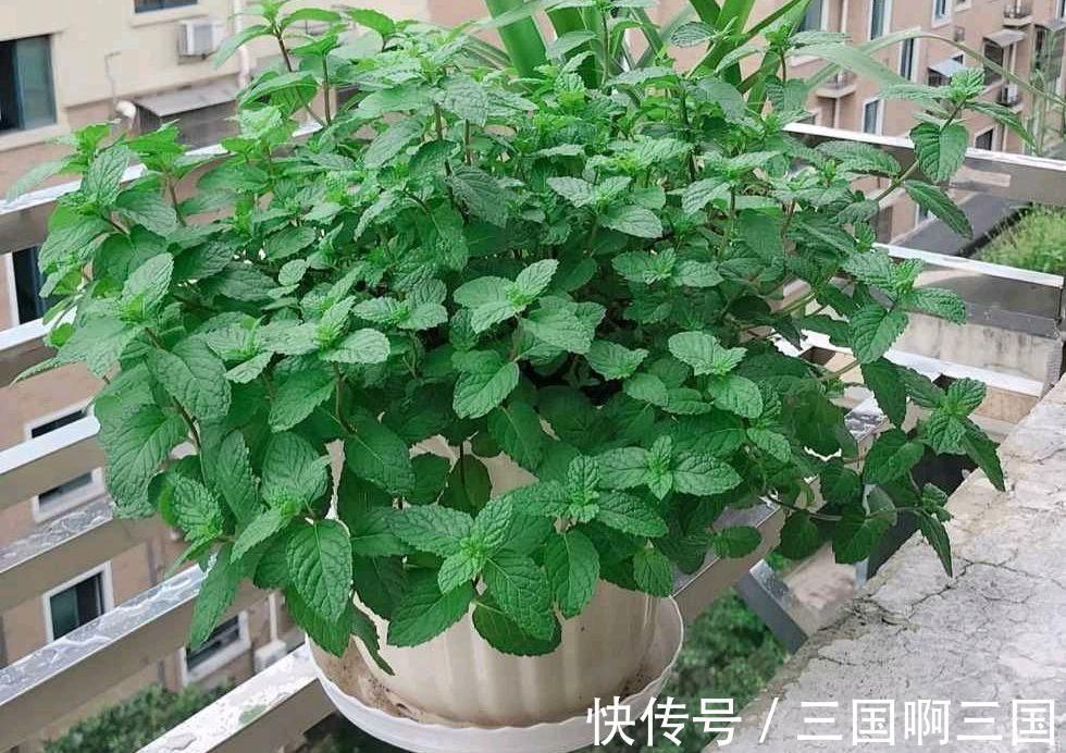 绿萝|8种花“作用大”,香气满屋能泡茶,你养着花漂亮,花养着你健康