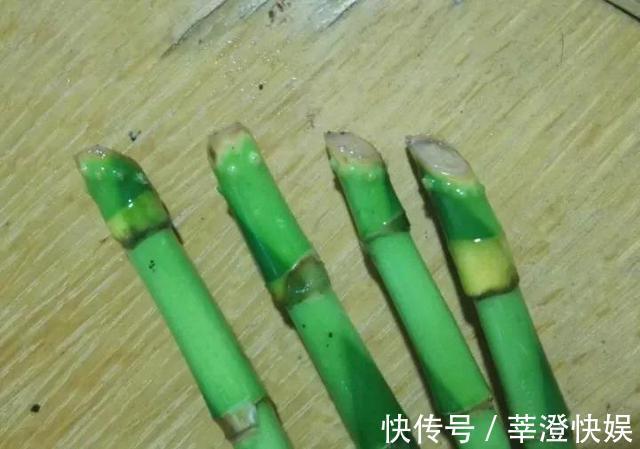 富贵竹咋养都黄叶浇水加点料，绿叶嗖嗖冒，养的节节高！