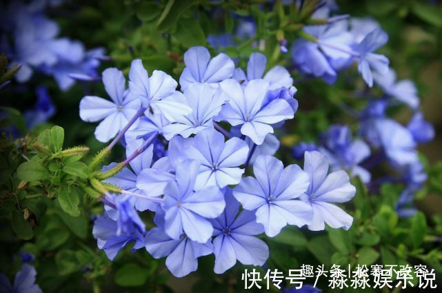 此几款花朵花期长,花朵美,开花绚丽多姿不像话,一年开花365天