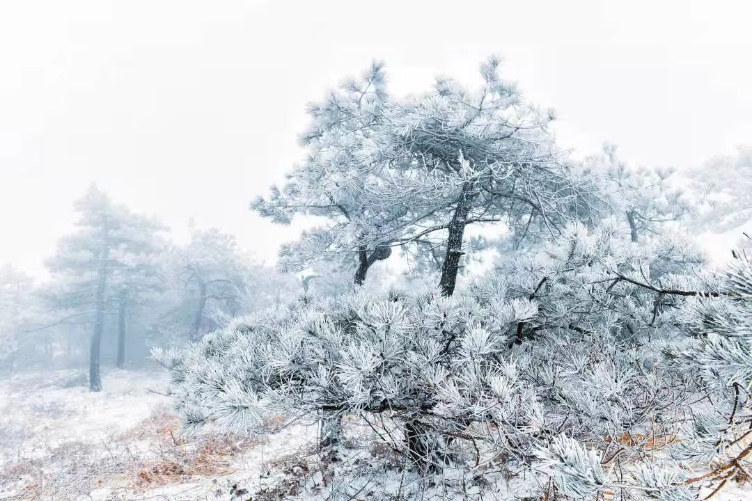 美景|华顶迎今年首场雾凇！天台山美景刷爆朋友圈！