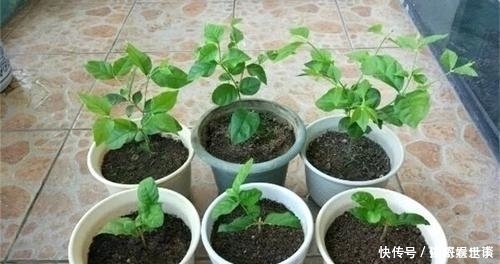 黄叶烂根|最不适合养花的几种土壤，千万不要用，否则黄叶烂根养不活