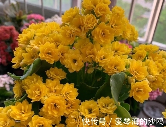 长寿花|接近年关，养花就选这3样年宵花，每1种至少开花3个月