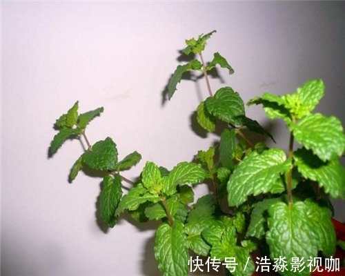 土壤|薄荷叶子枯黄怎么办教你3个养护小妙招，叶子绿油油充满生机
