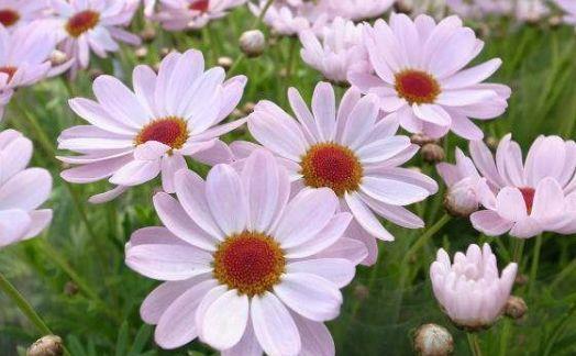 几款花卉超美的,全年开花不停,浇点水就爆长,阳台变成小花园