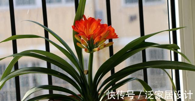 八个字|养君子兰从这几个方面入手浇水,轻松掌握浇水方法,越长越美